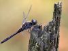 Sympetrum danae male_img_2815