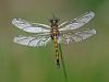 Leucorrhinia pectoralis - male- juvenile