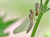 Crocothemis erythraea - female - metamorphose