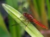 Crocothemis erythraea - male juvenile
