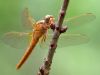Crocothemis erythraea - male - juvenile