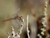 Crocothemis erytraea - female adult