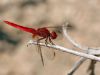 Crocothemis erytraea - male from Gran Canaria