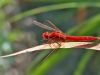 Crocothemis erytraea - male