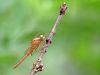 Crocothemis erythraea - young male