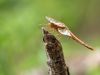 Crocothemis erythraea - male fresh - juvenil