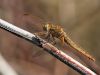 Crocothemis erythraea female
