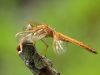 Crocothemis erythraea - male - juvenil