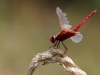 Crocothemis erythraea - male