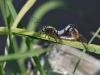 Libellula fulva