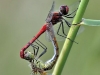 Sympetrum sanguineum