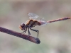 Sympetrum striolatum - male