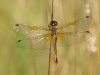 Sympetrum flaveolum