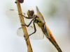 Libellula quadrimaculata - female juvenil and a snail