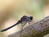Leucorrhinia rubicunda