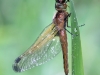 Libellula fulva