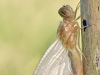 Feuerlibelle - Crocothemis erythraea