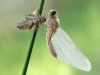 Leucorrhinia albifrons