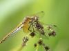 Sympetrum flaveolum