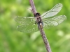 Leucorrhinia caudalis
