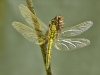 Orthetrum cancellatum