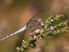 Sympetrum striolatum - female