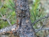 Libellula fulva