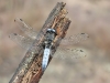 Libellula fulva