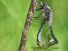 Leucorrhinia albifrons