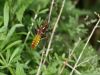 Libellula depressa - female img_7719