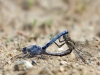 Orthetrum brunneum