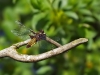 Libellula depressa