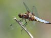 Libellula depressa male_img_8518