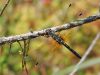 Leucorrhinia albifrons - old female _img_6173
