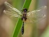 Leucorrhinia caudalis - male (img_4772)