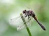 Leucorrhinia caudalis juvenil male