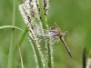 Leucorrhinia  pectoralis - young male