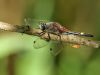 Leucorrhinia pectoralis male_adult