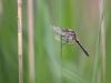 Leucorrhinia  pectoralis - male - juvenile
