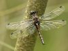 Leucorrhinia rubicunda - female_img_8108
