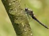 Leucorrhinia rubicunda - female - adult _img_8161
