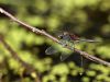 Leucorrhinia rubicunda - male - img_7236