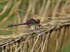 Leucorrhinia rubicunda - male _img_7279