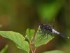 Leucorrhinia caudalis - male - adult