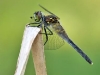 Leucorrhinia albifrons-female_img_4566-albi-w