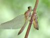 Leucorrhinia albifrons - Östliche Moosjungfer