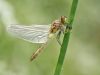 Leucorrhinia albifrons - female - frisch geschlüpft