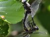 Leucorrhinia albifrons - Kopula - by LibellenWissen.de