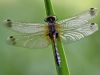 Leucorrhinia caudalis - fresh female