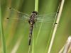 Leucorrhinia rubicunda - female
